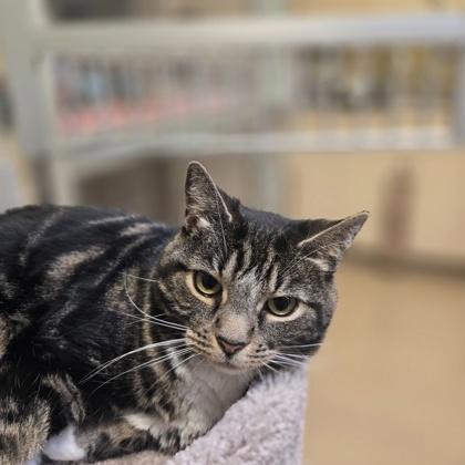 Enlarge Celia, a Adoptable mixed breed in New Hope, PA image 1/3
