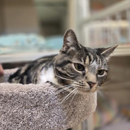 Enlarge Celia, a Adoptable mixed breed in New Hope, PA image 2/3