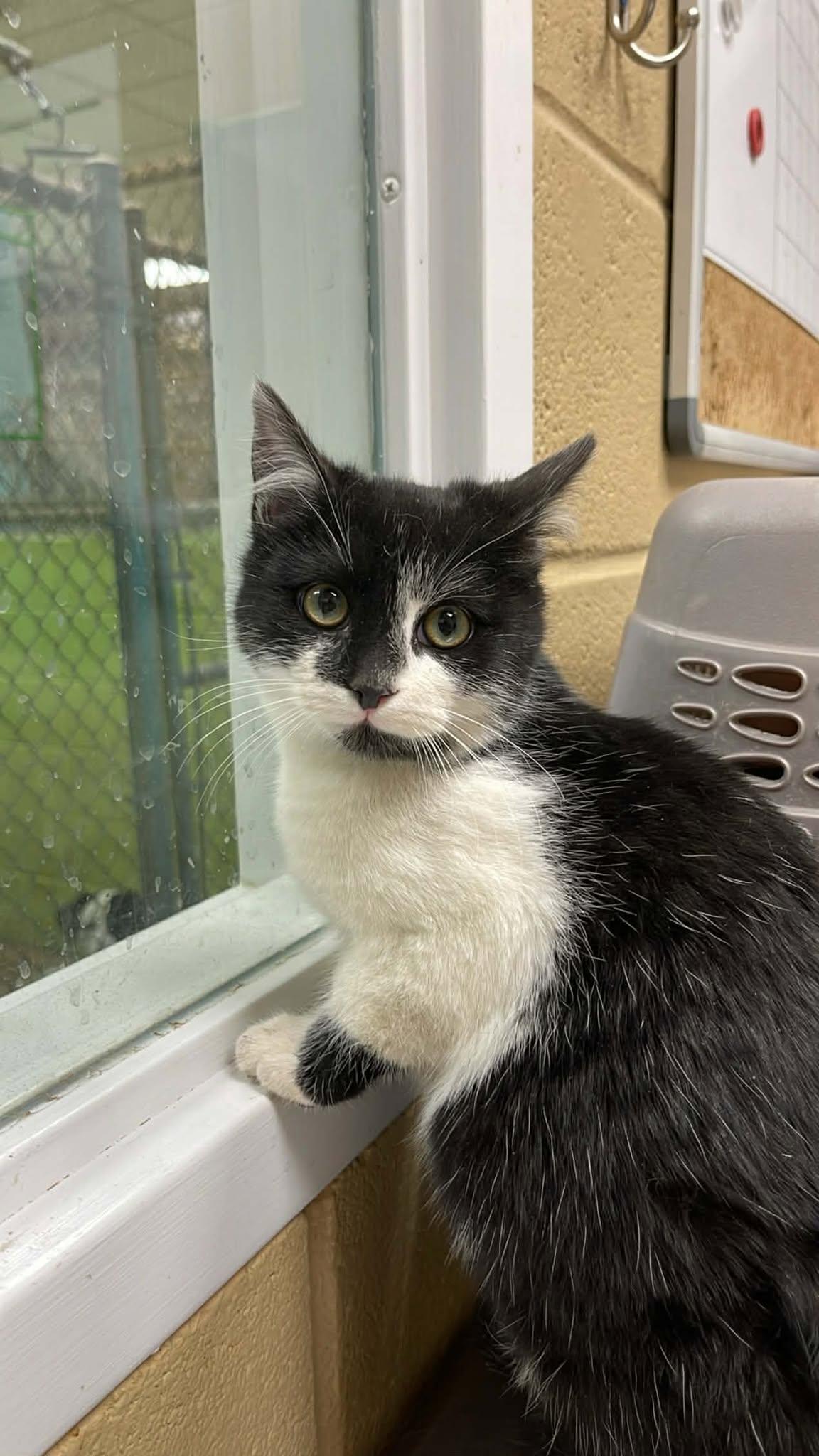 Enlarge Tip, a ADOPTABLE Domestic Short Hair in Fort Payne, AL image 1/1