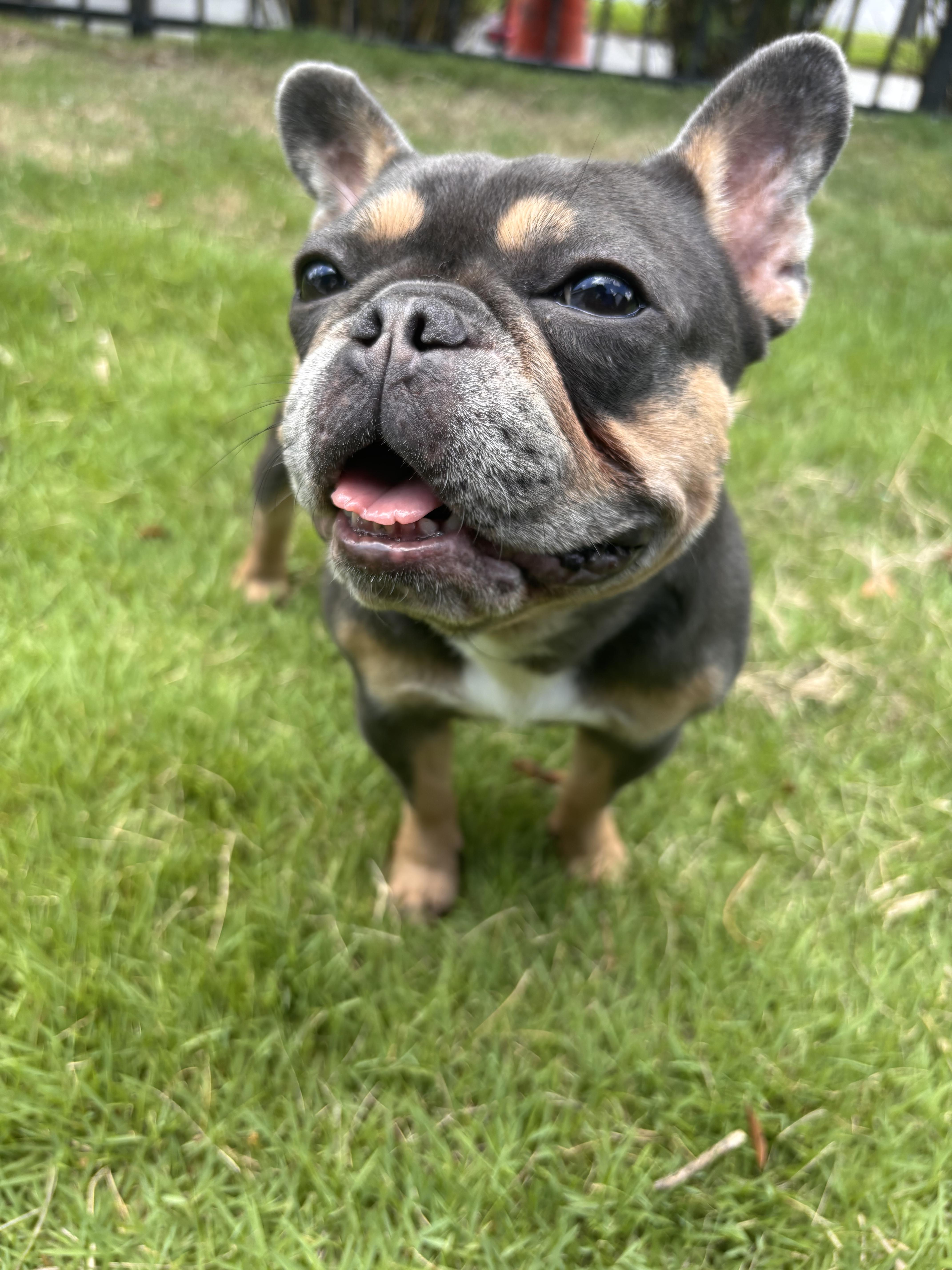 Amerie, Adopted, Adult Female French Bulldog.