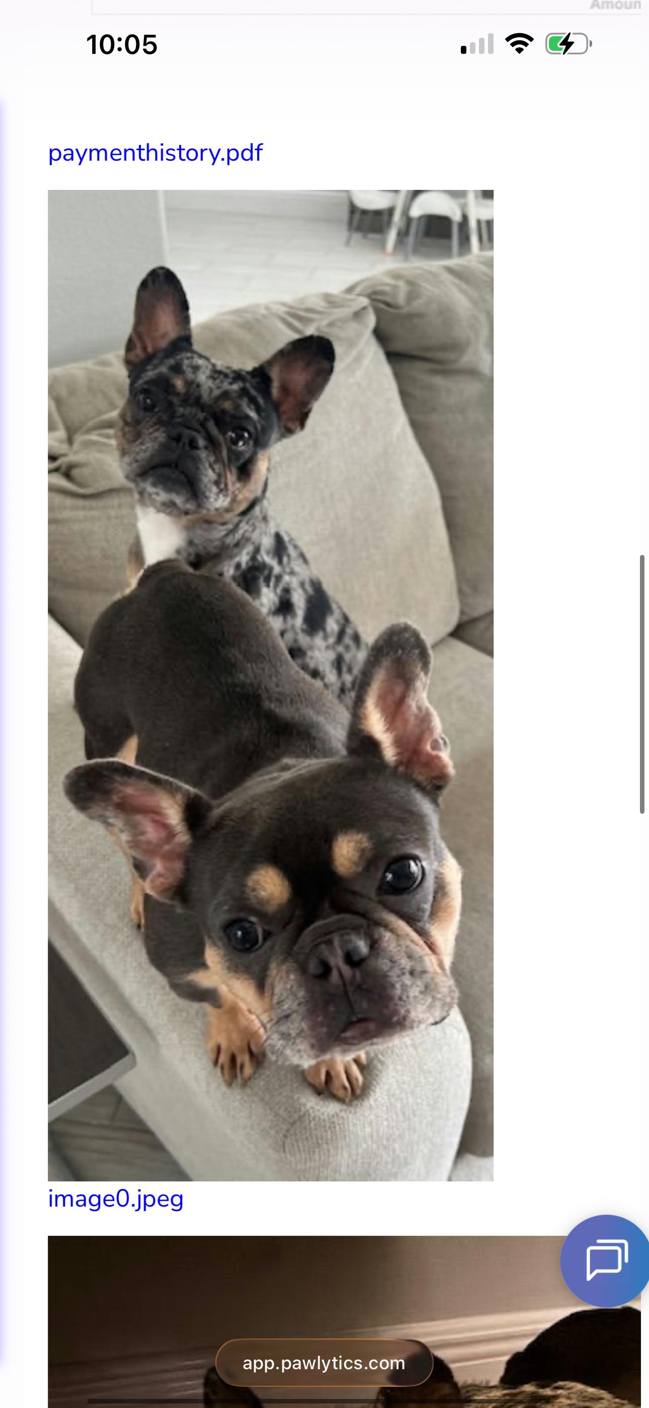 Enlarge Amerie, a Adopted French Bulldog in PALM BAY, FL image 2/2