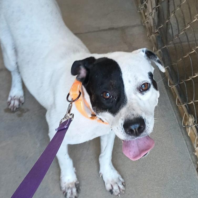 Enlarge Lady Di, a Adoptable mixed breed in Morristown, NJ image 1/3