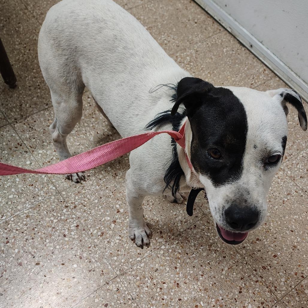Lady Di, a Adoptable mixed breed in Morristown, NJ image 1/3
