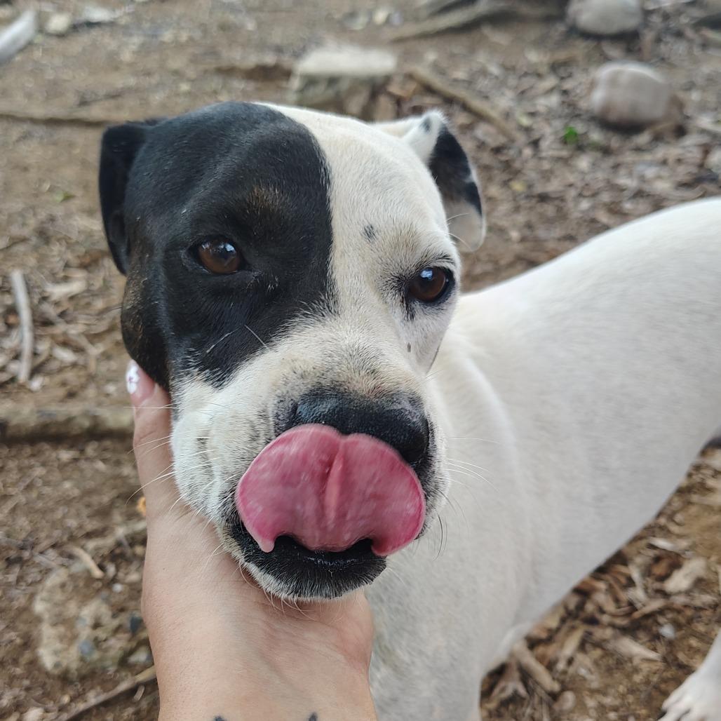 Enlarge Lady Di, a Adoptable mixed breed in Morristown, NJ image 3/6