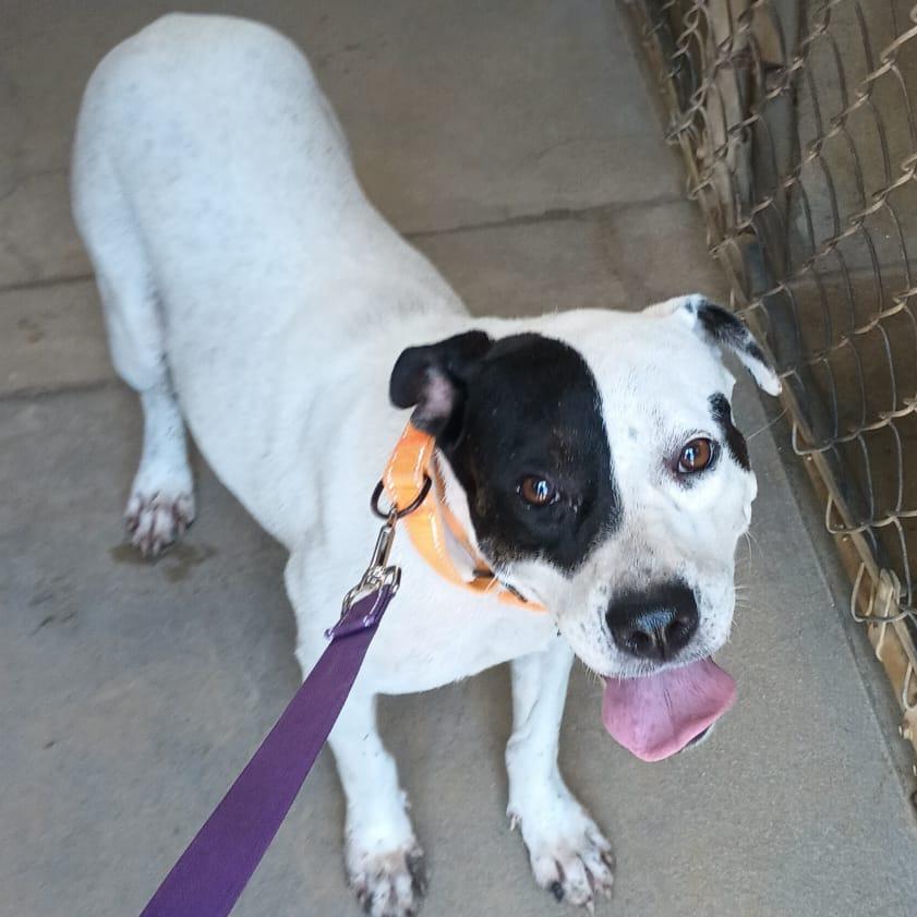 Lady Di, a Adoptable mixed breed in Morristown, NJ image 2/3