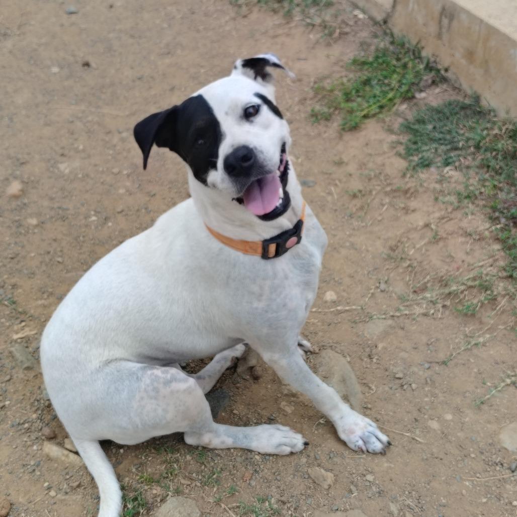 Enlarge Lady Di, a Adoptable mixed breed in Morristown, NJ image 4/6
