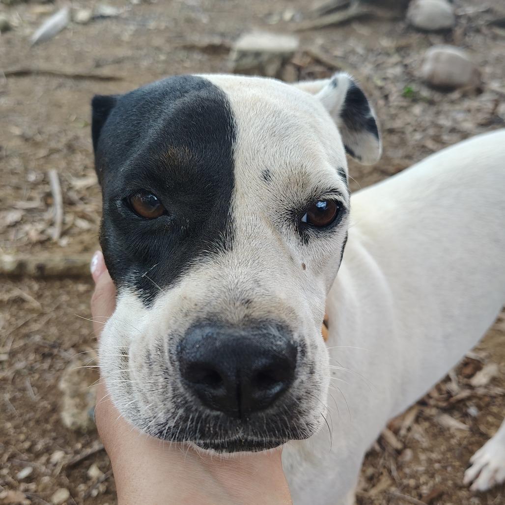Enlarge Lady Di, a Adoptable mixed breed in Morristown, NJ image 5/6