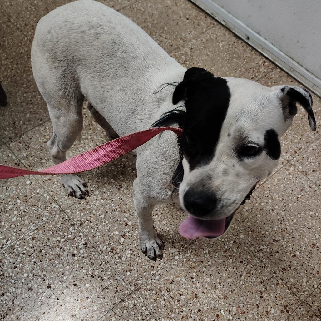 Lady Di, a Adoptable mixed breed in Morristown, NJ image 3/3