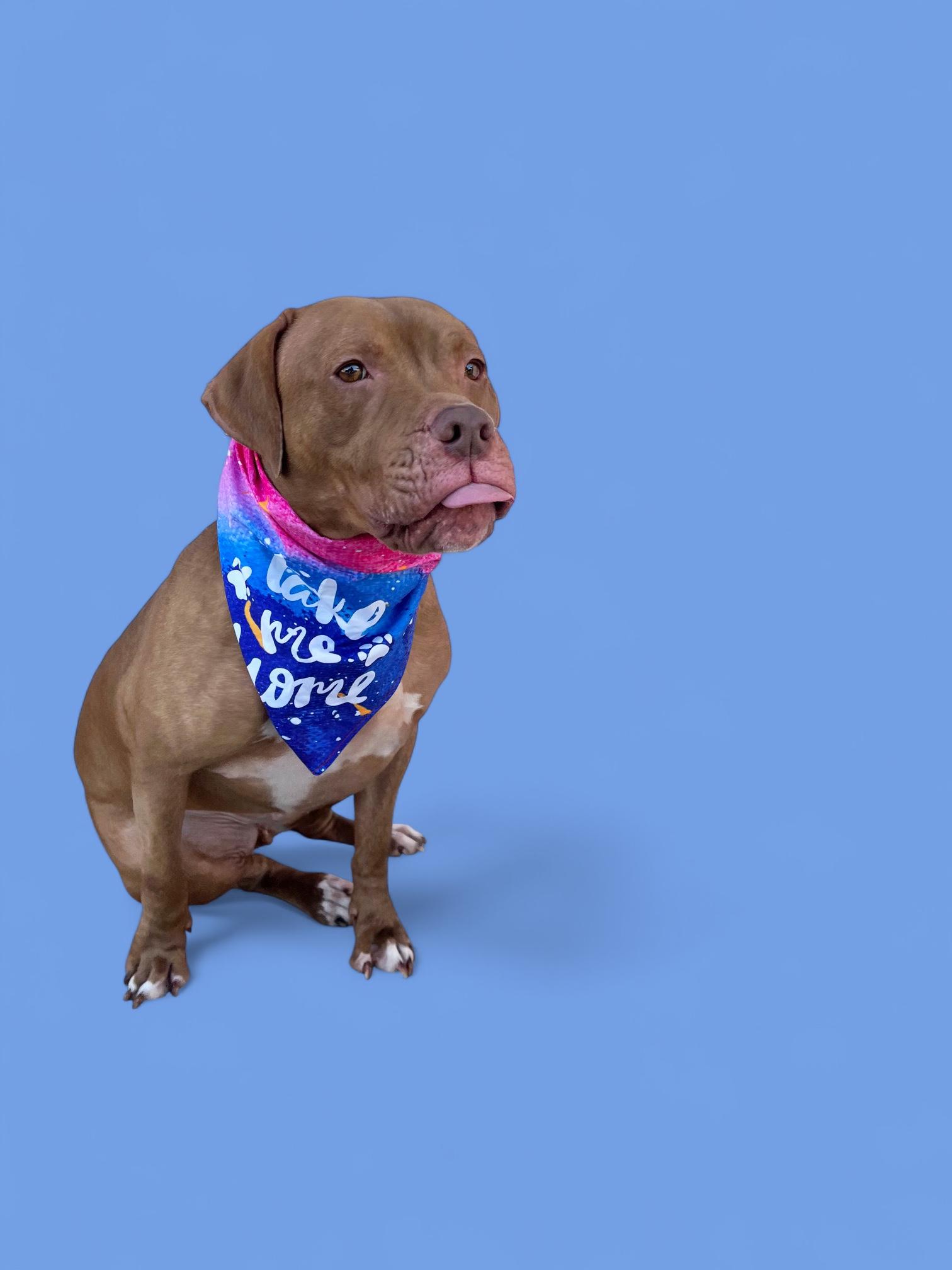 Babaloo-ADOPT Me!, a Adoptable mixed breed in Redondo Beach, CA image 2/6