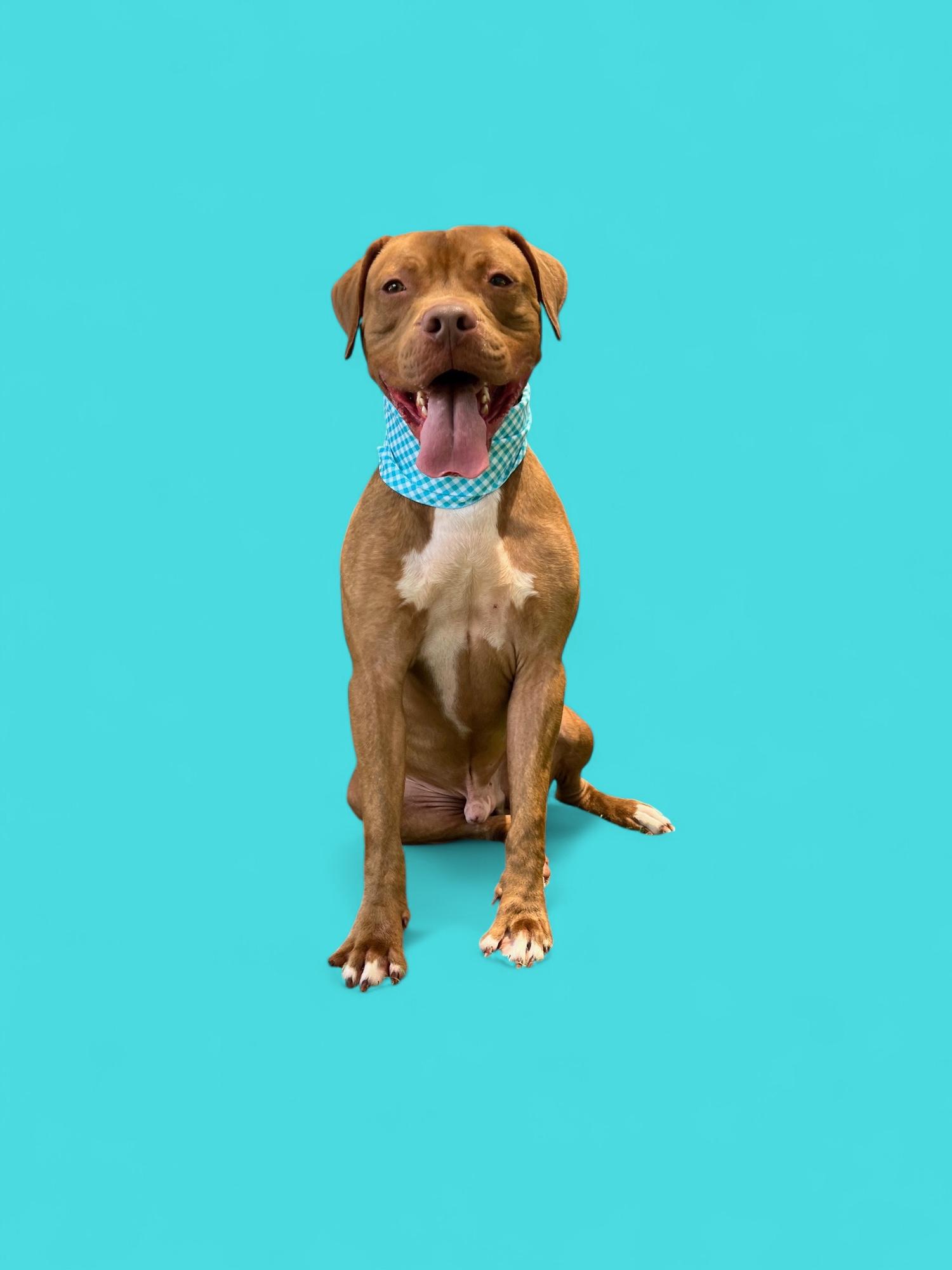 Babaloo-ADOPT Me!, a Adoptable mixed breed in Redondo Beach, CA image 6/6