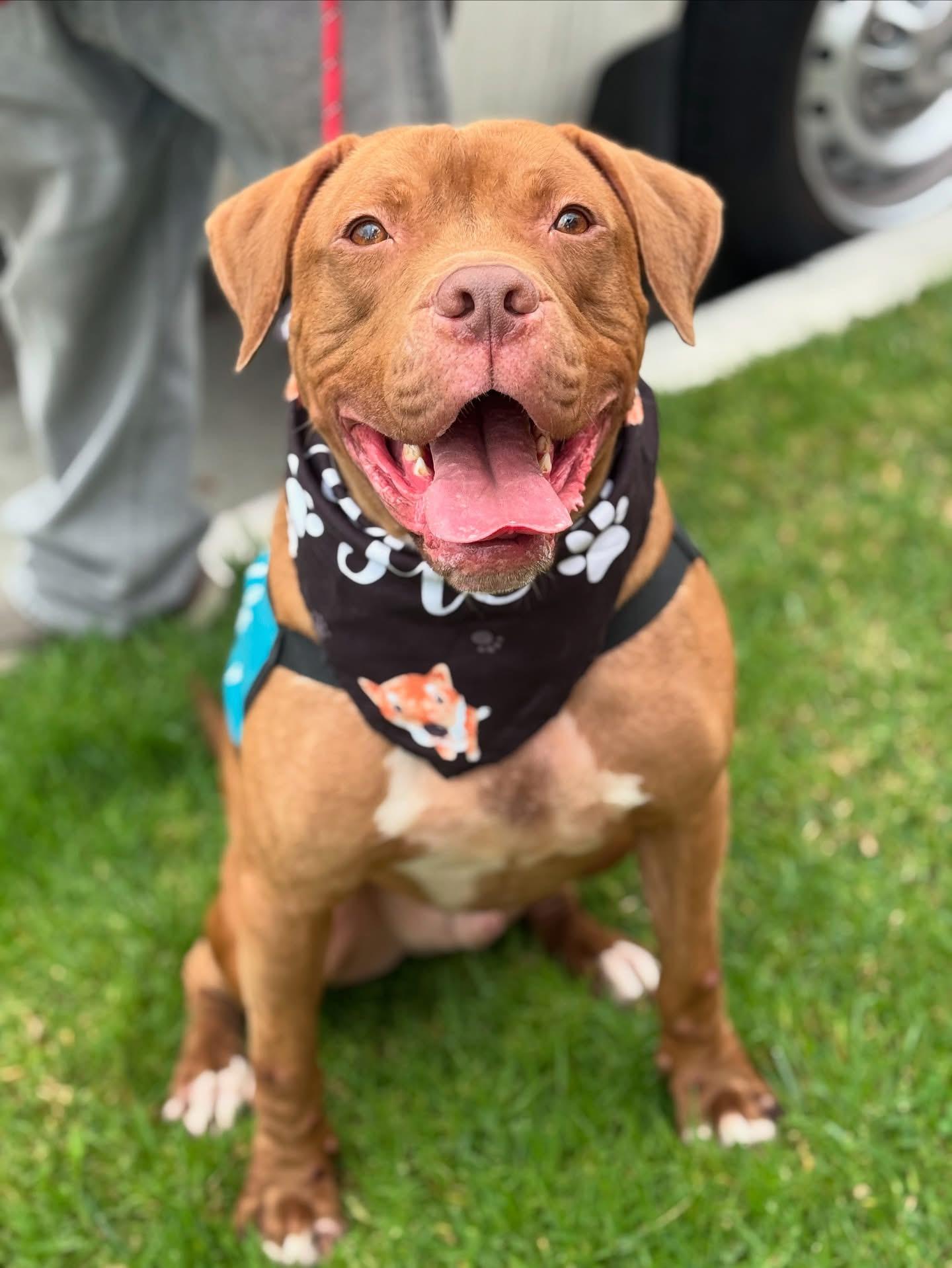 Babaloo-ADOPT Me!, a Adoptable mixed breed in Redondo Beach, CA image 4/6