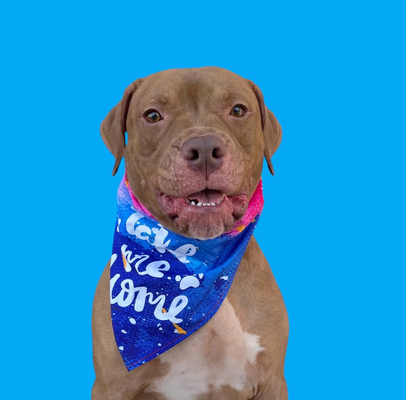 Babaloo-ADOPT Me!, a Adoptable mixed breed in Redondo Beach, CA image 1/6