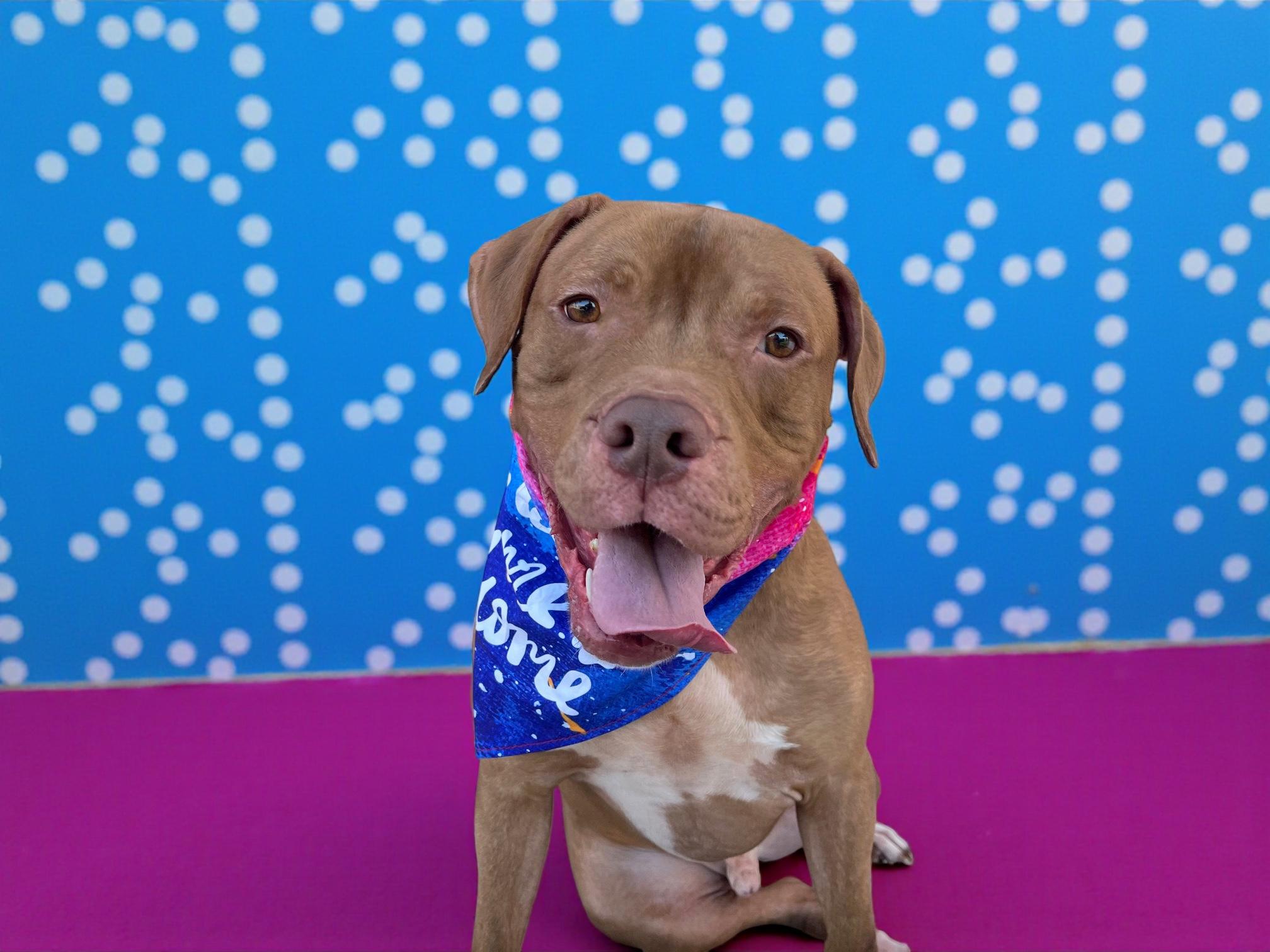 Babaloo-ADOPT Me!, a Adoptable mixed breed in Redondo Beach, CA image 3/6