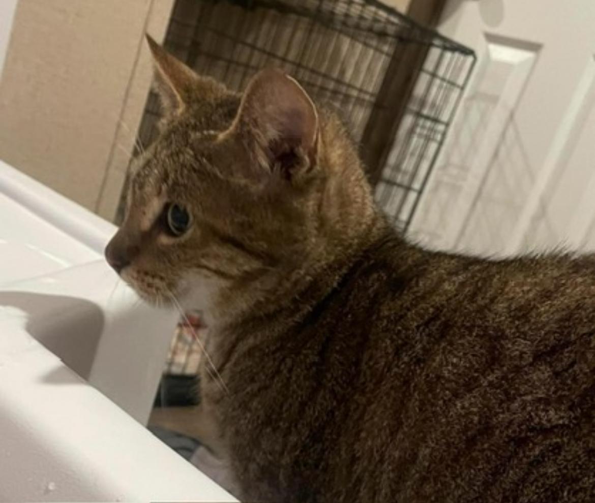 Enlarge Oliver “Ollie”, a Adopted Domestic Short Hair in Inez, TX image 3/5