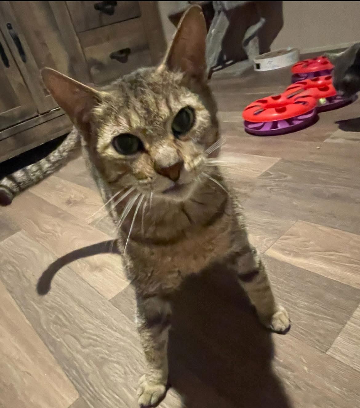 Oliver “Ollie”, Adopted, Adult Male Domestic Short Hair.