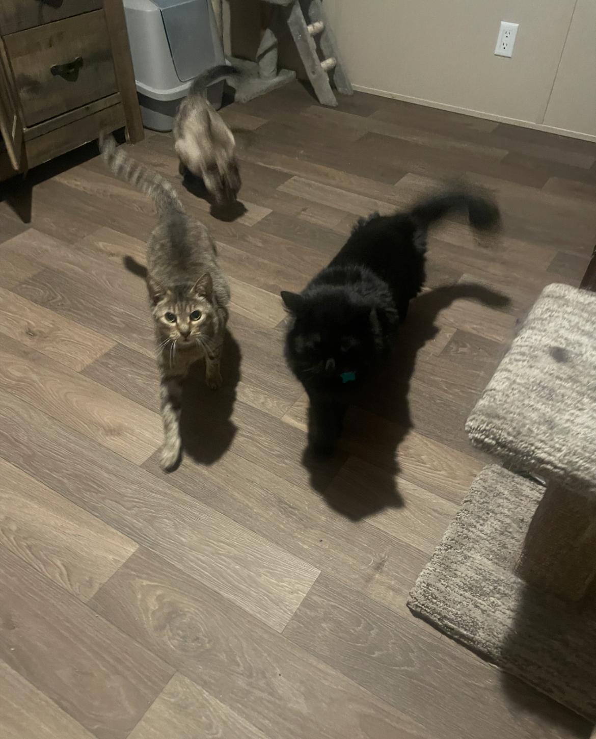 Enlarge Oliver “Ollie”, a Adopted Domestic Short Hair in Inez, TX image 5/5