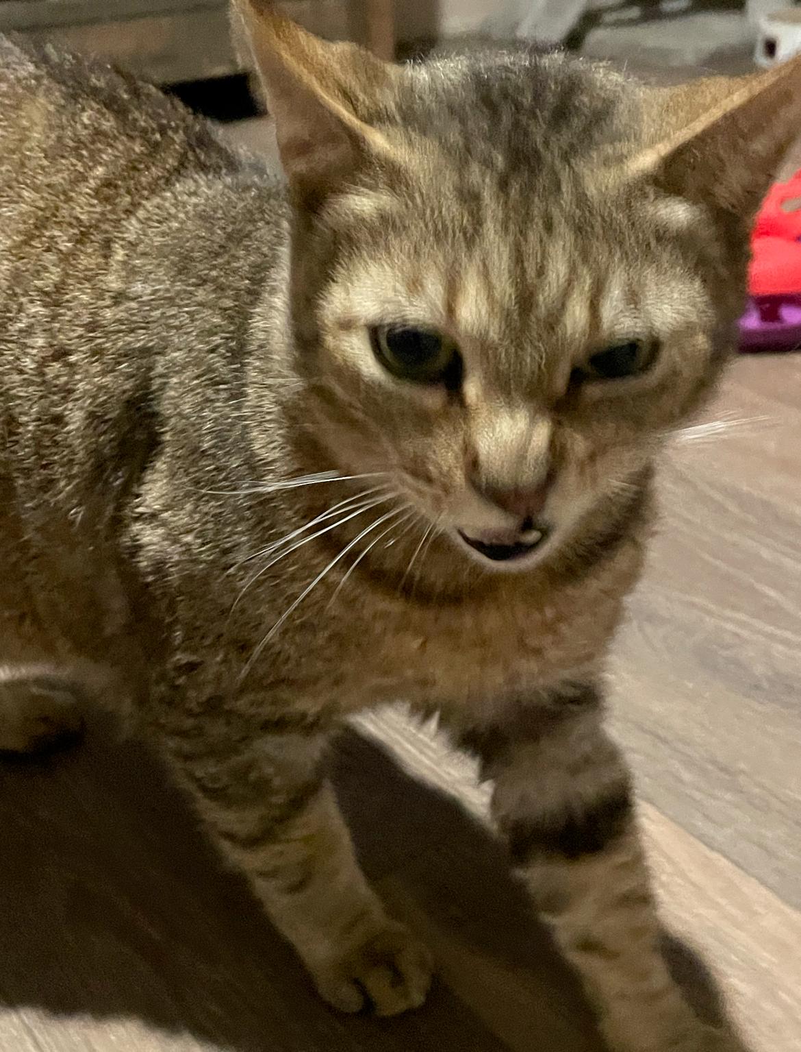 Enlarge Oliver “Ollie”, a Adopted Domestic Short Hair in Inez, TX image 2/5