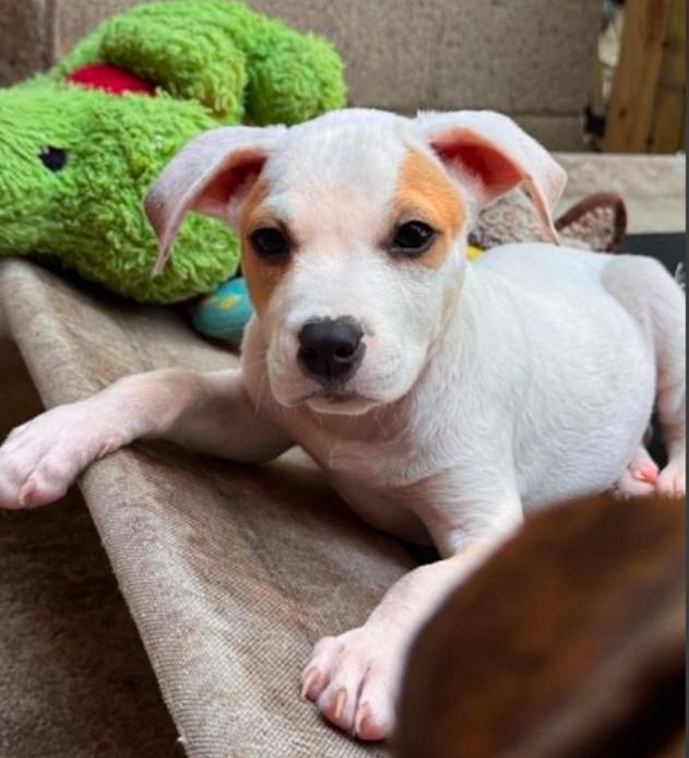 Oakley, a ADOPTABLE mixed breed in Eutawville, SC image 3/4