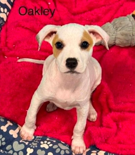 Oakley, a ADOPTABLE mixed breed in Eutawville, SC image 1/4