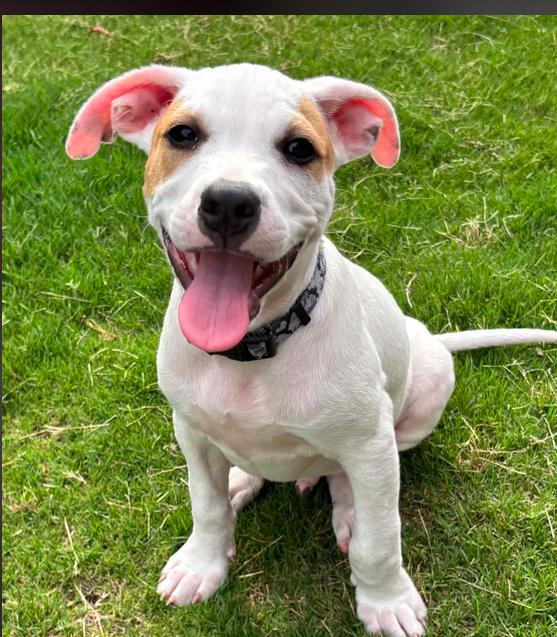 Enlarge Oakley, an adopted mixed breed in Eutawville, SC image 1/5