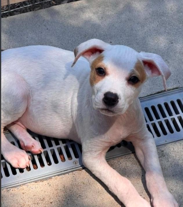 Oakley, a ADOPTABLE mixed breed in Eutawville, SC image 4/4