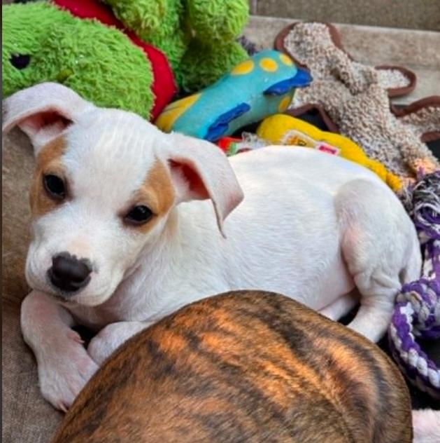 Oakley, a ADOPTABLE mixed breed in Eutawville, SC image 2/4