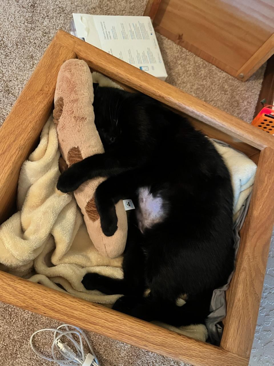 Arlo, a ADOPTABLE Domestic Short Hair in Truckee, CA image 2/5