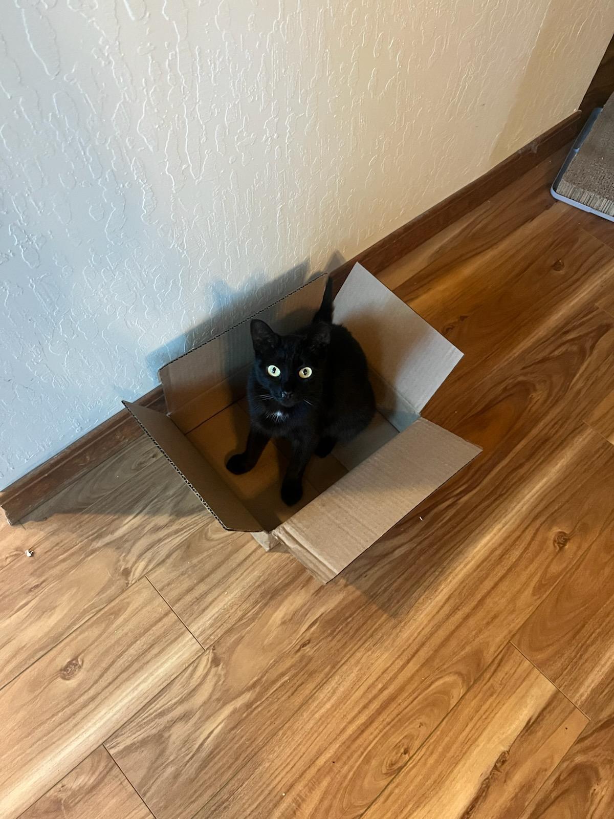 Arlo, a ADOPTABLE Domestic Short Hair in Truckee, CA image 4/5