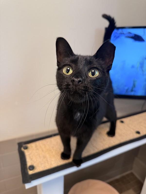 Arlo, ADOPTABLE, Adult Female Domestic Short Hair.