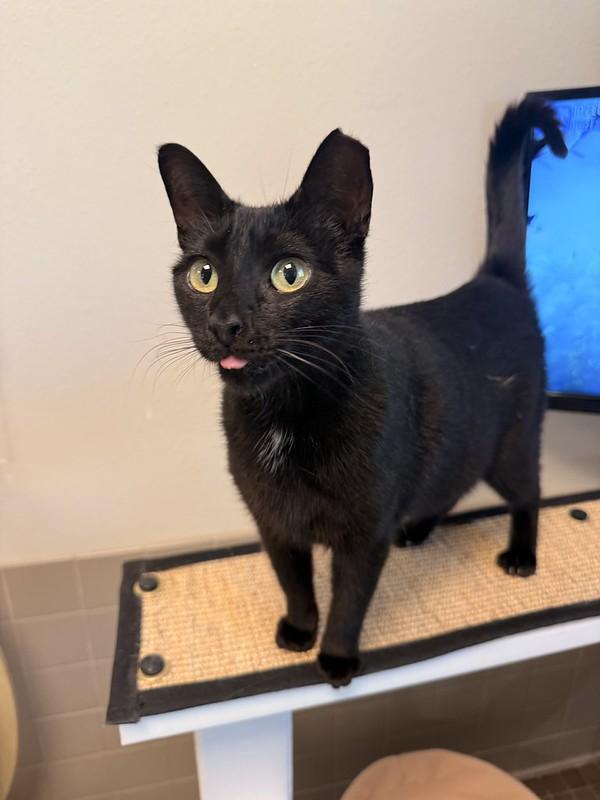Arlo, a ADOPTABLE Domestic Short Hair in Truckee, CA image 3/5