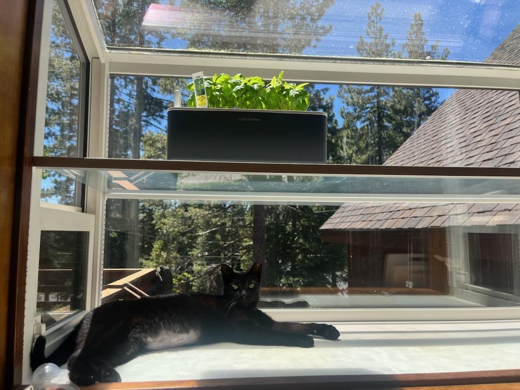 Arlo, a ADOPTABLE Domestic Short Hair in Truckee, CA image 5/5