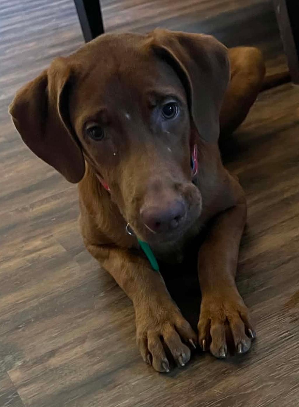 Enlarge Gus, a Adoptable mixed breed in Lacona, NY image 2/5
