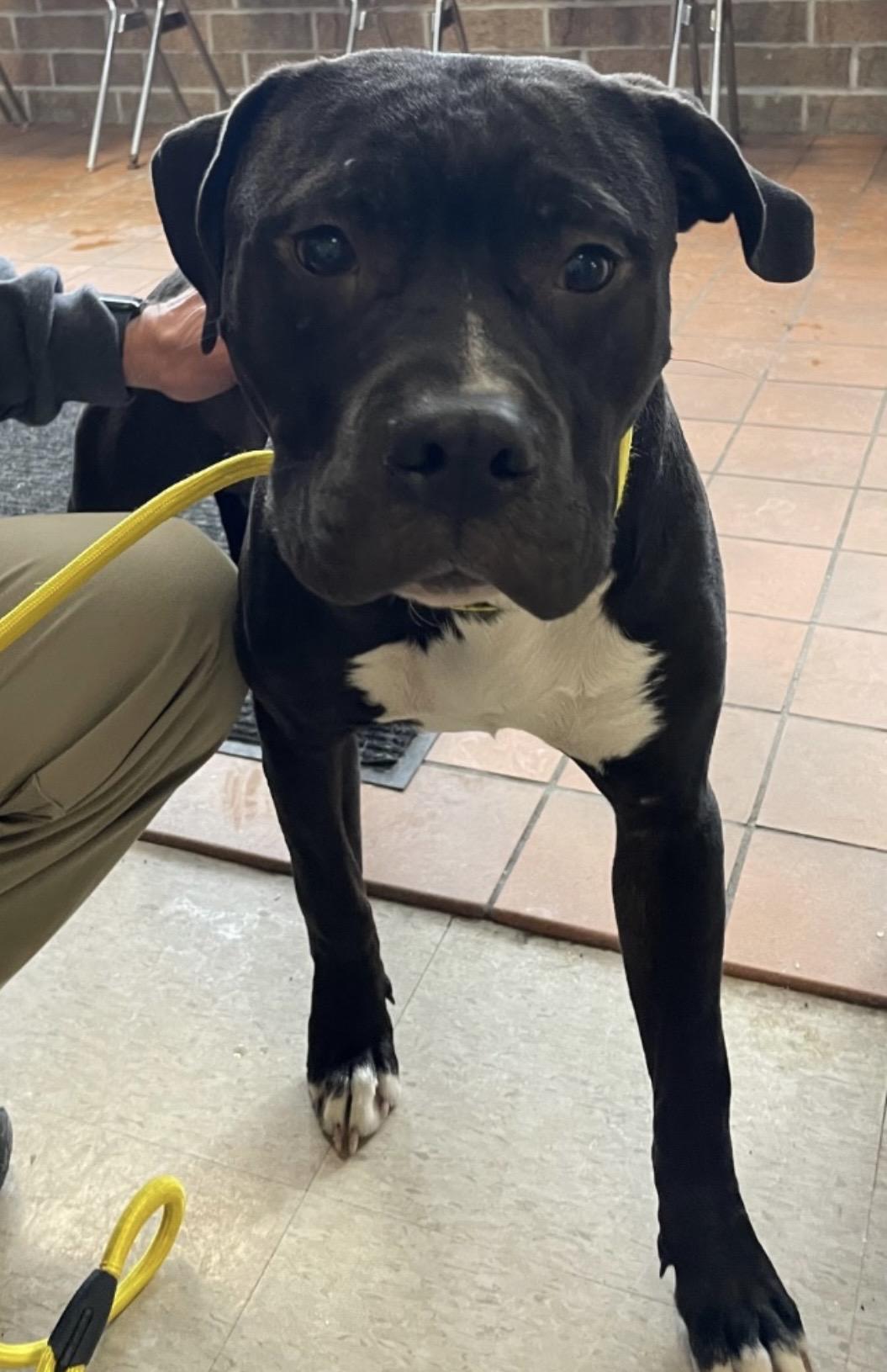 Enlarge Kilo OWNER REDEEMED , an adopted American Staffordshire Terrier in Canton, OH image 1/1