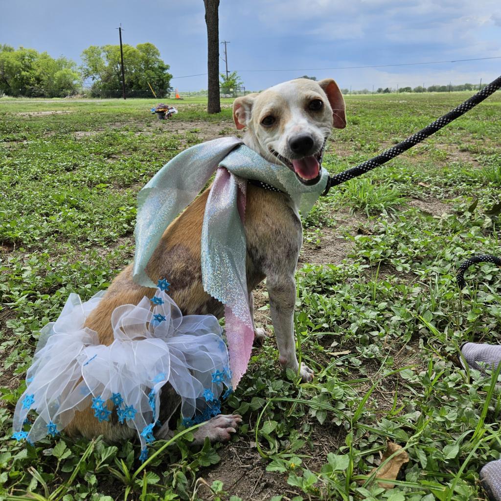 Dog for adoption Honey JH, a Beagle & Chihuahua Mix in Branson, MO