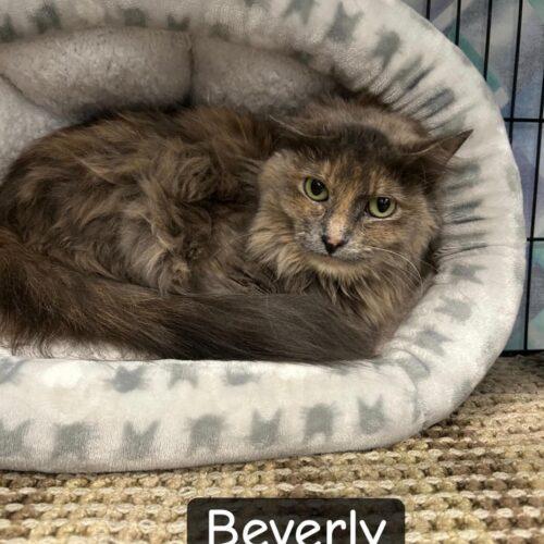 Beverly Rizzo, Adoptable, Young Female Domestic Long Hair.