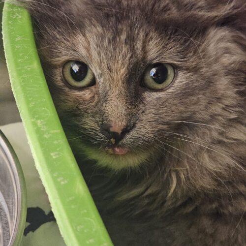 Enlarge Beverly Rizzo, a Adoptable Domestic Long Hair in Burlington, IA image 2/2