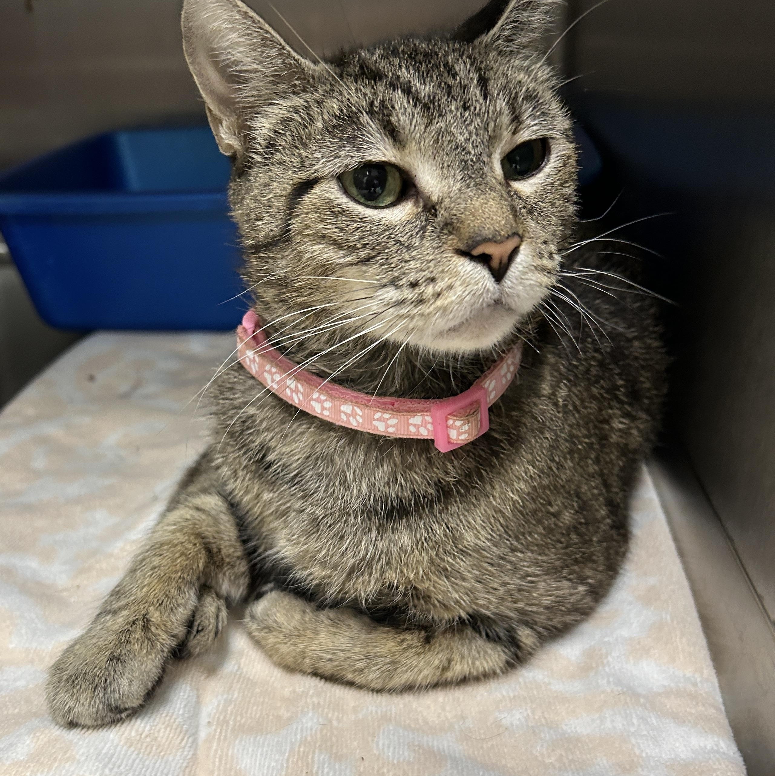 Mona Bear, a Adoptable Domestic Short Hair in La Grange Park, IL image 4/6