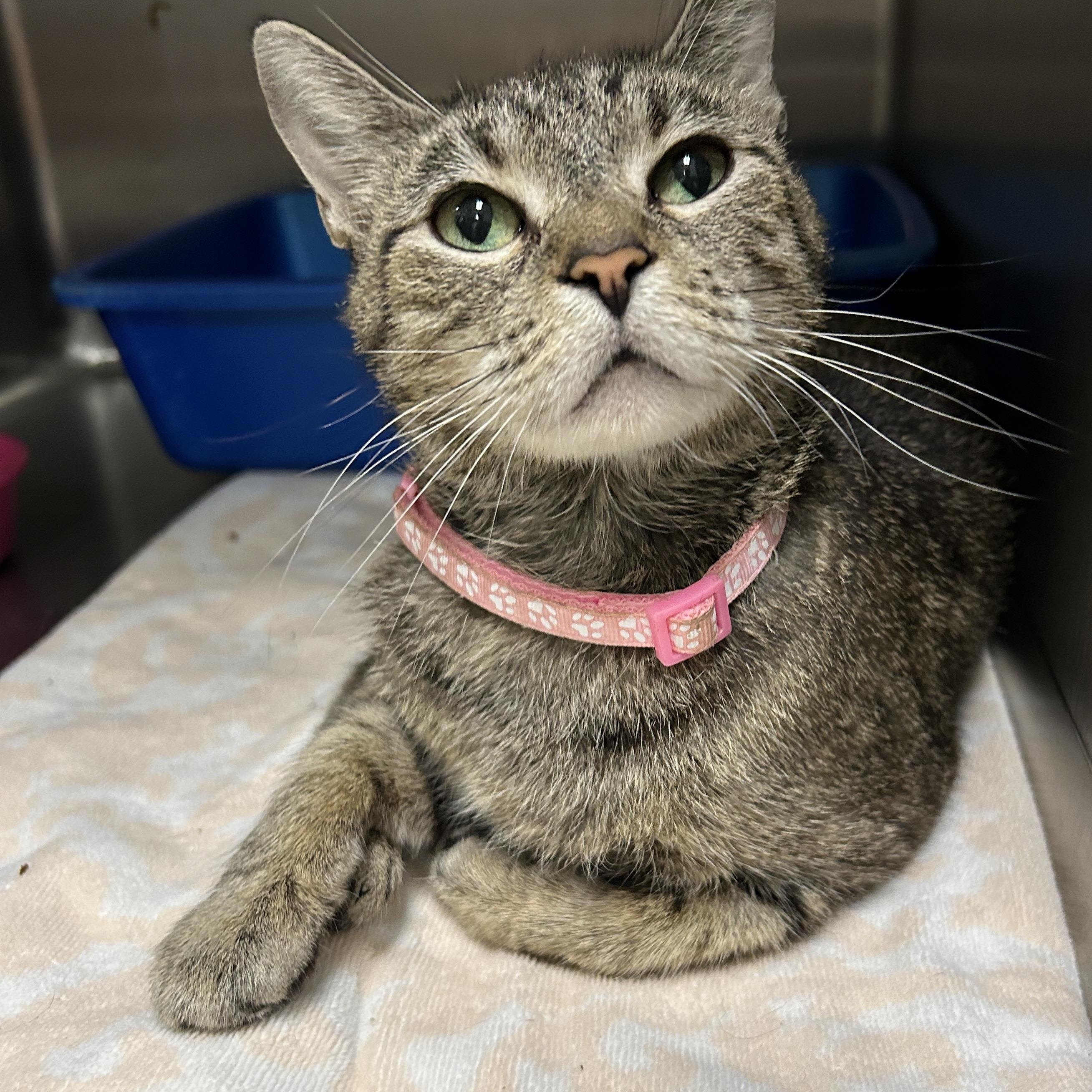 Mona Bear, a Adoptable Domestic Short Hair in La Grange Park, IL image 6/6