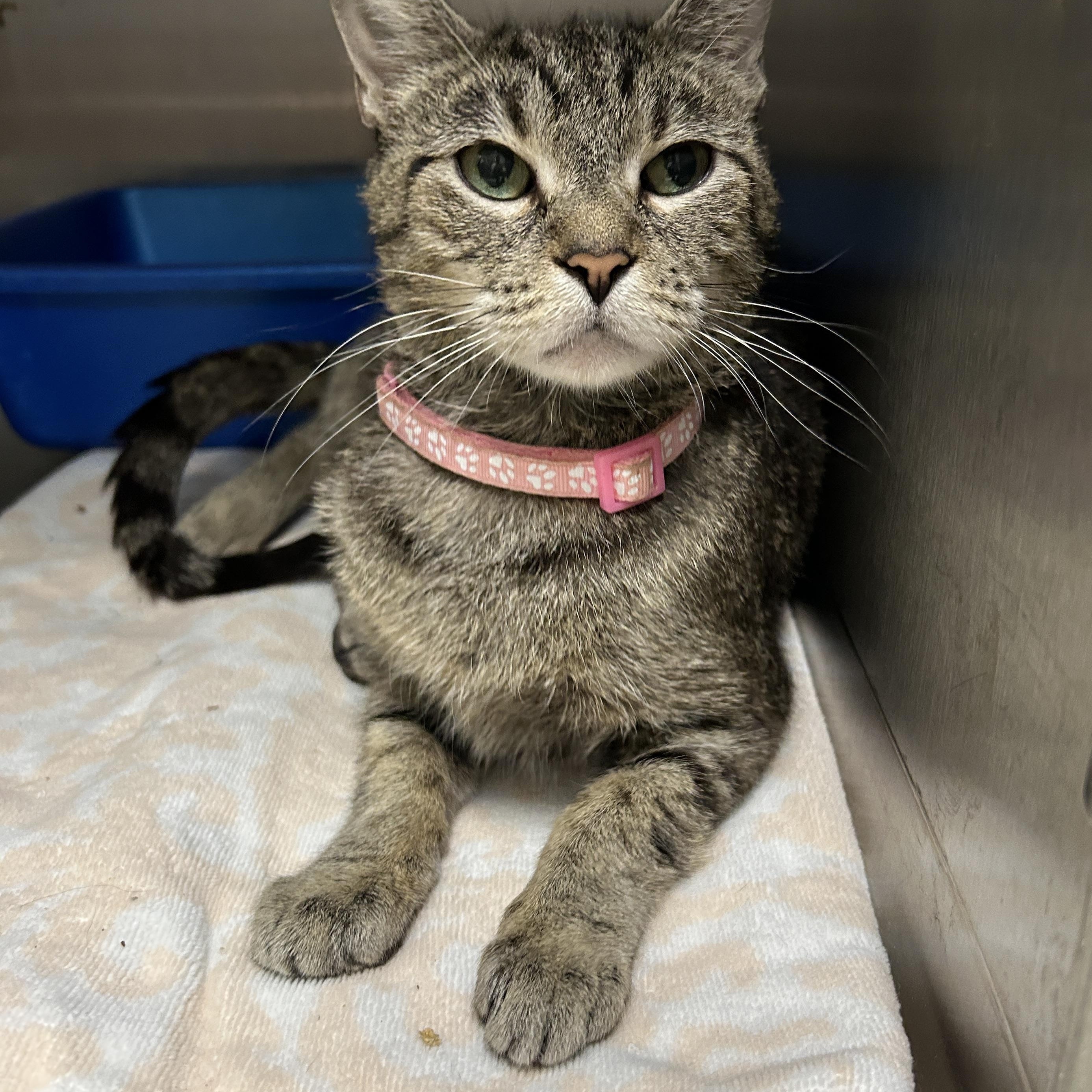 Mona Bear, a Adoptable Domestic Short Hair in La Grange Park, IL image 2/6