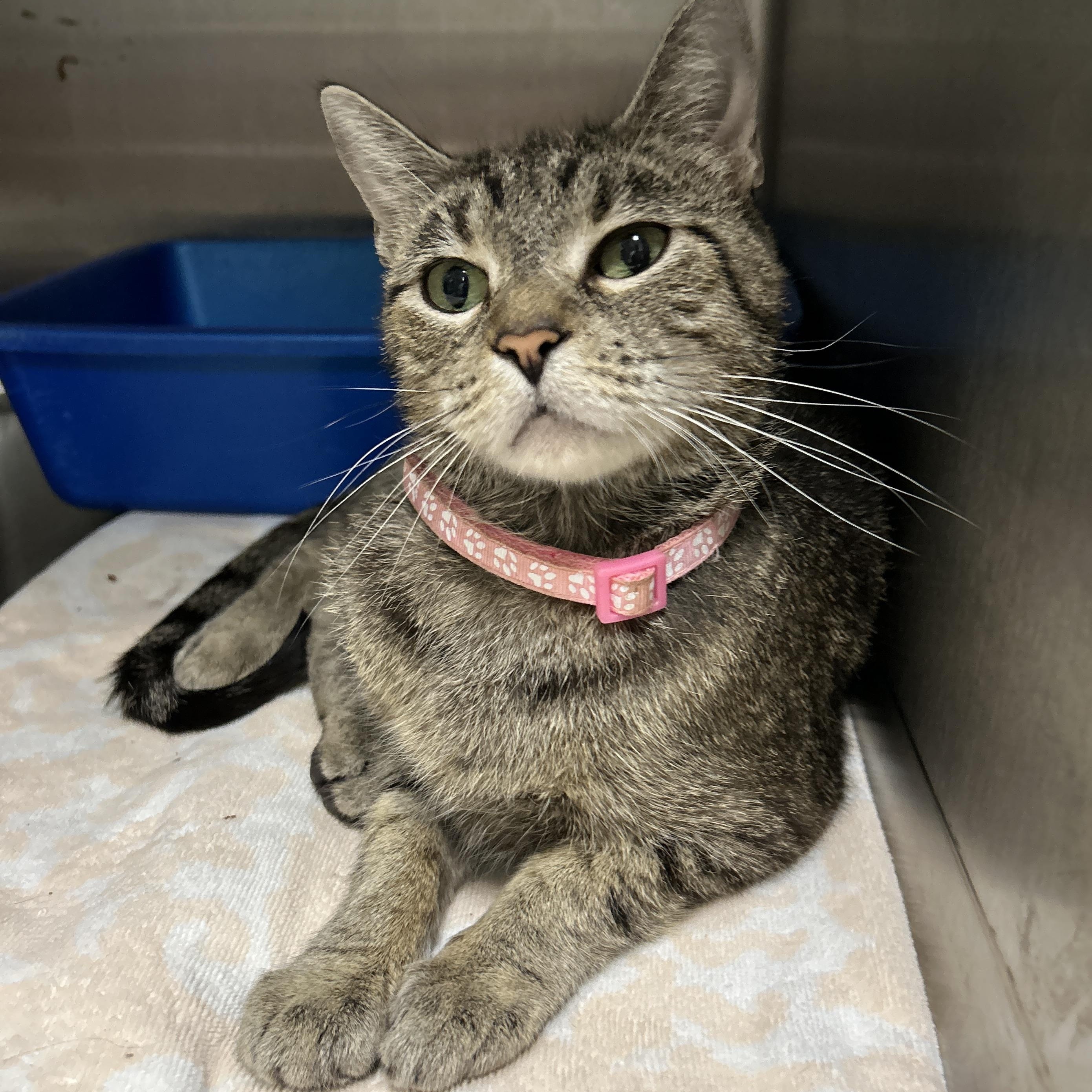 Mona Bear, a Adoptable Domestic Short Hair in La Grange Park, IL image 3/6