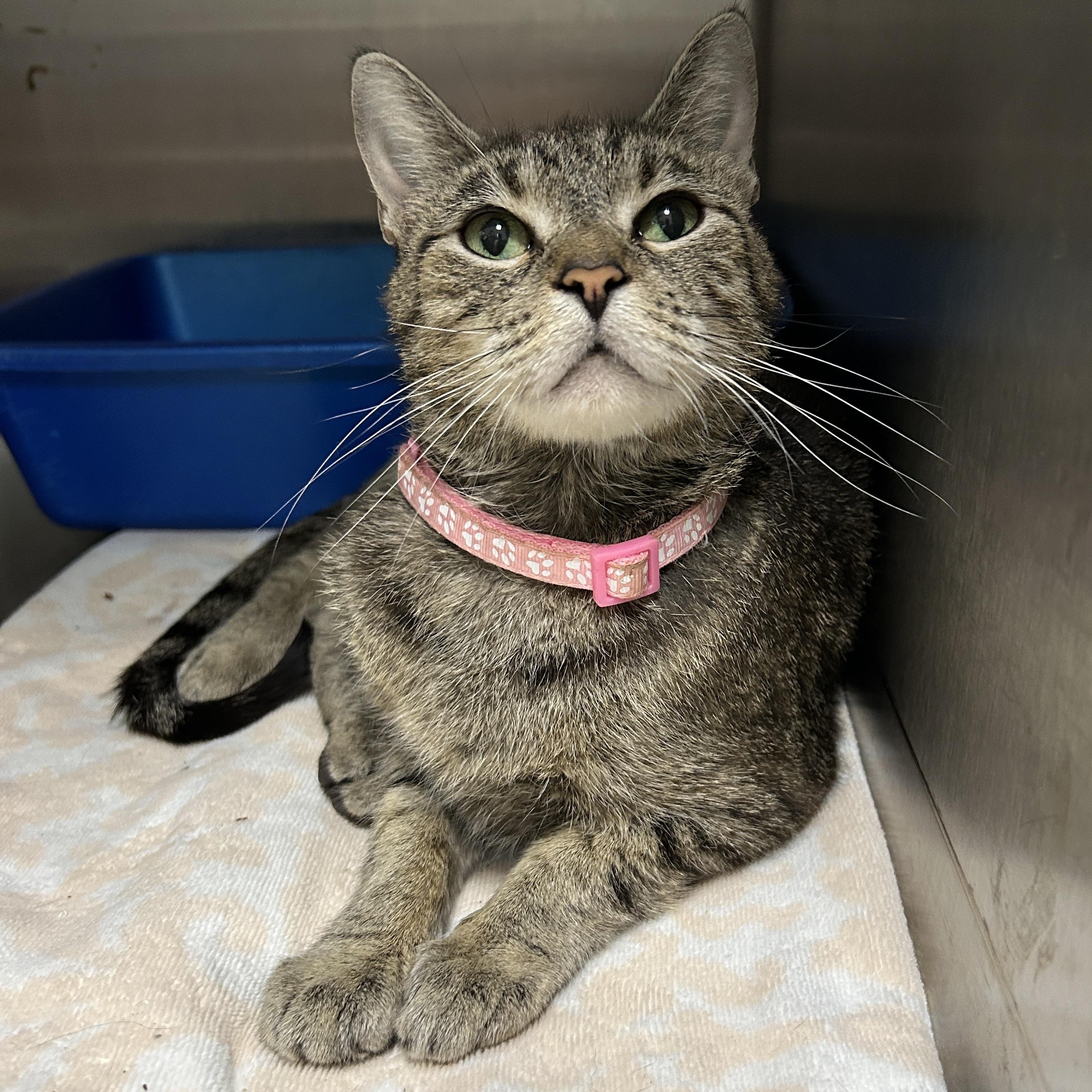 Mona Bear, Adoptable, Adult Female Domestic Short Hair.