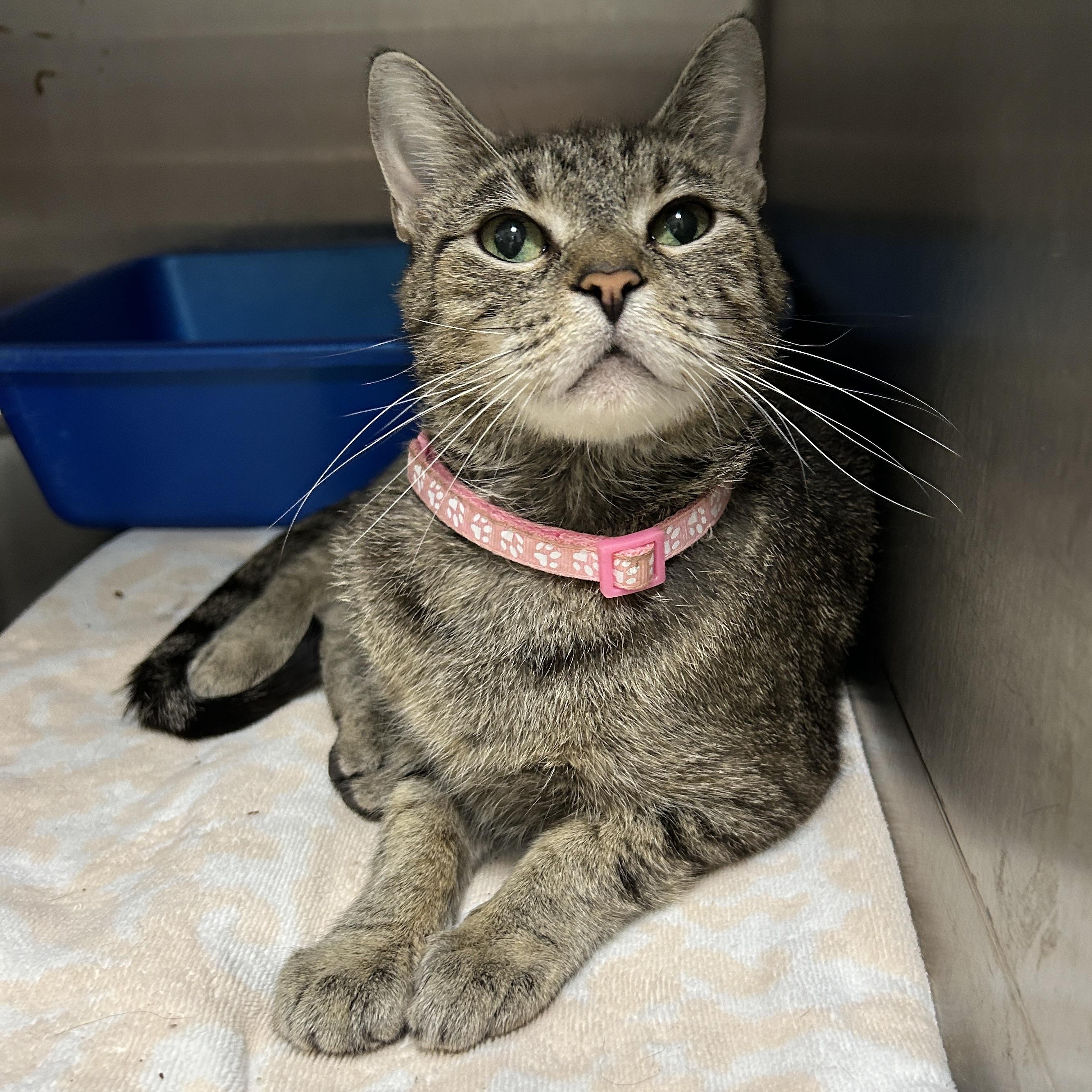 Mona Bear, a Adoptable Domestic Short Hair in La Grange Park, IL image 5/6