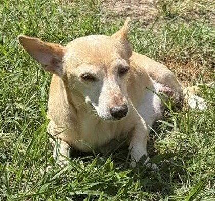 Enlarge CeCe (AL), a Adoptable Chihuahua in New York, NY image 3/3