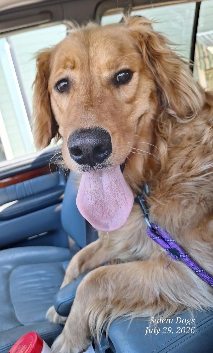 Captain, adopted, Adult Male Golden Retriever.