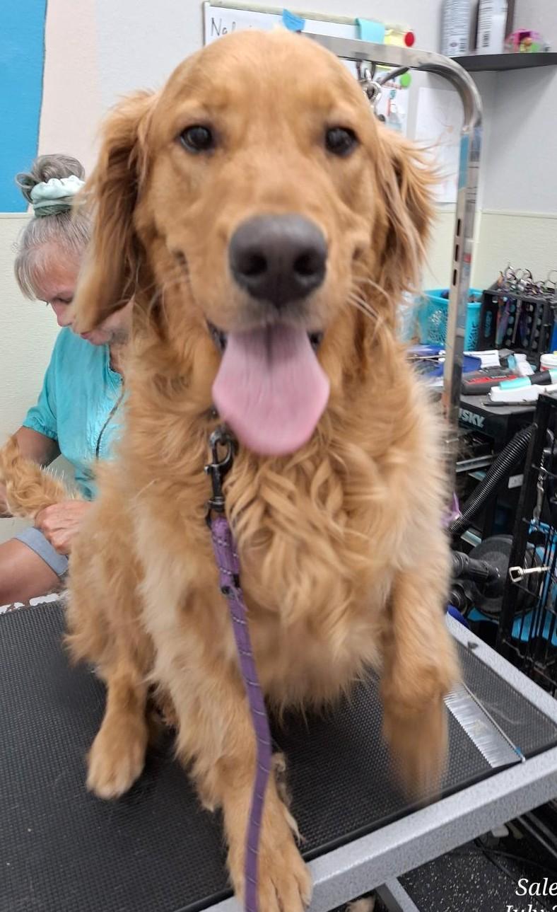 Captain, an adopted Golden Retriever in Salem, OR image 4/4