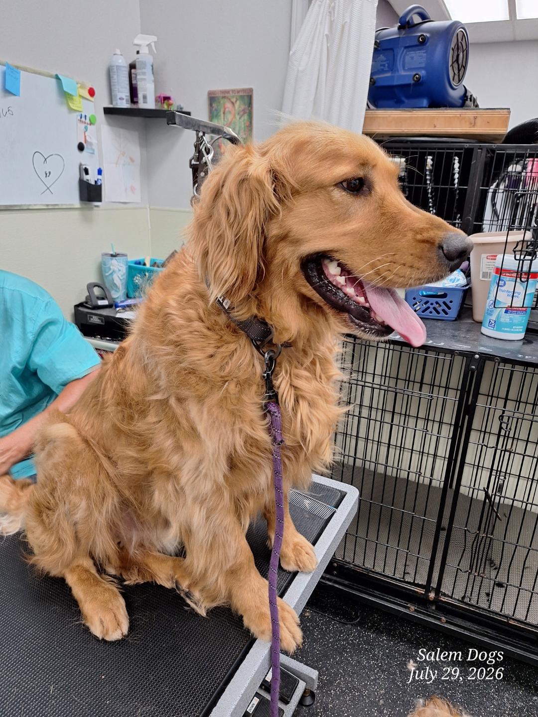 Captain, an adopted Golden Retriever in Salem, OR image 2/4