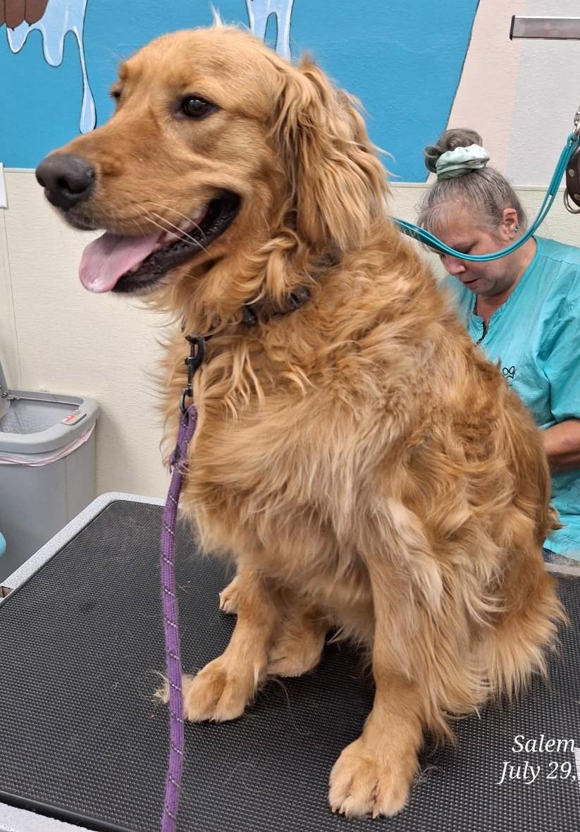 Captain, an adopted Golden Retriever in Salem, OR image 3/4