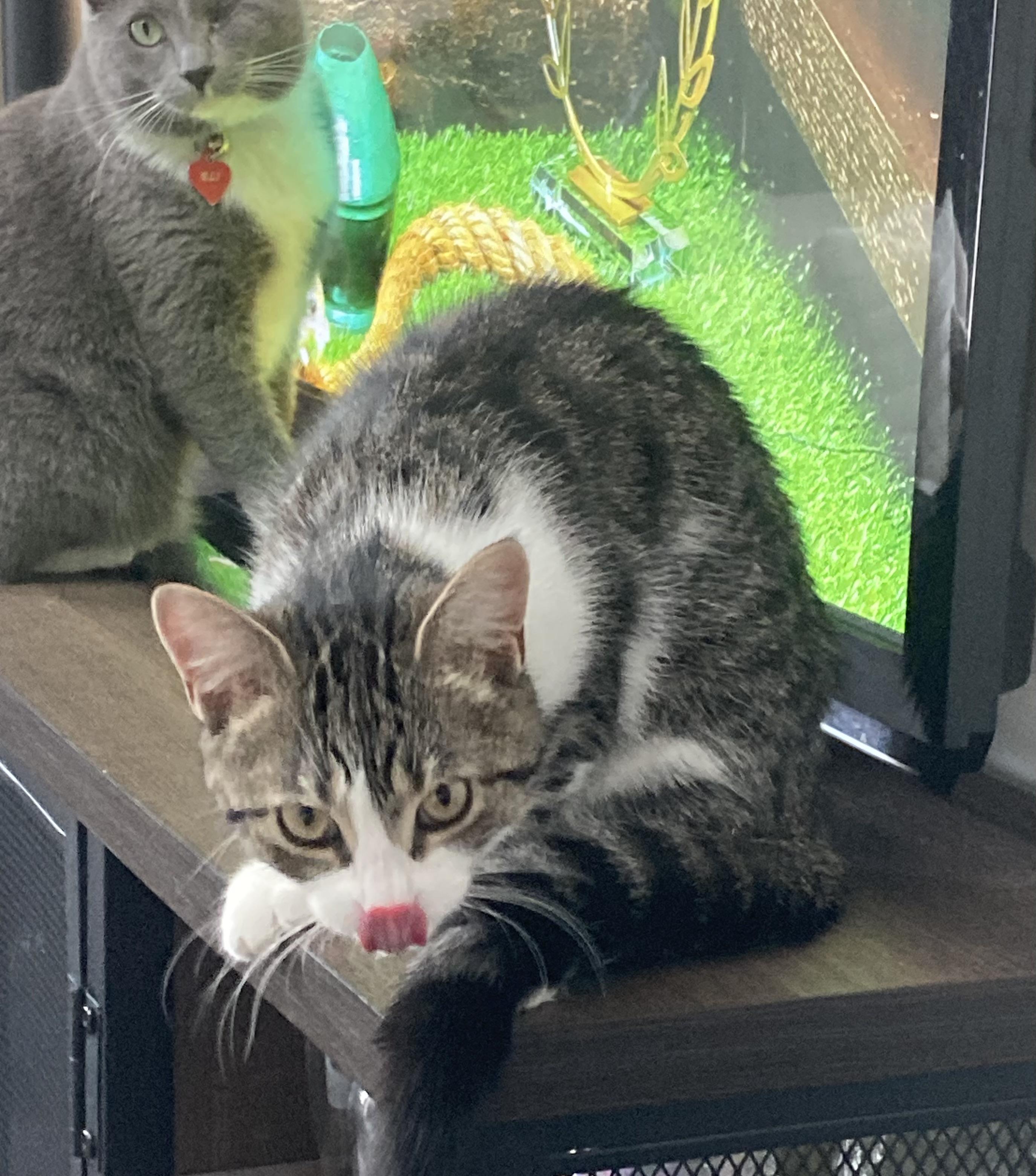 Enlarge Iris, a ADOPTABLE Domestic Short Hair in Terrebonne, QC image 2/5