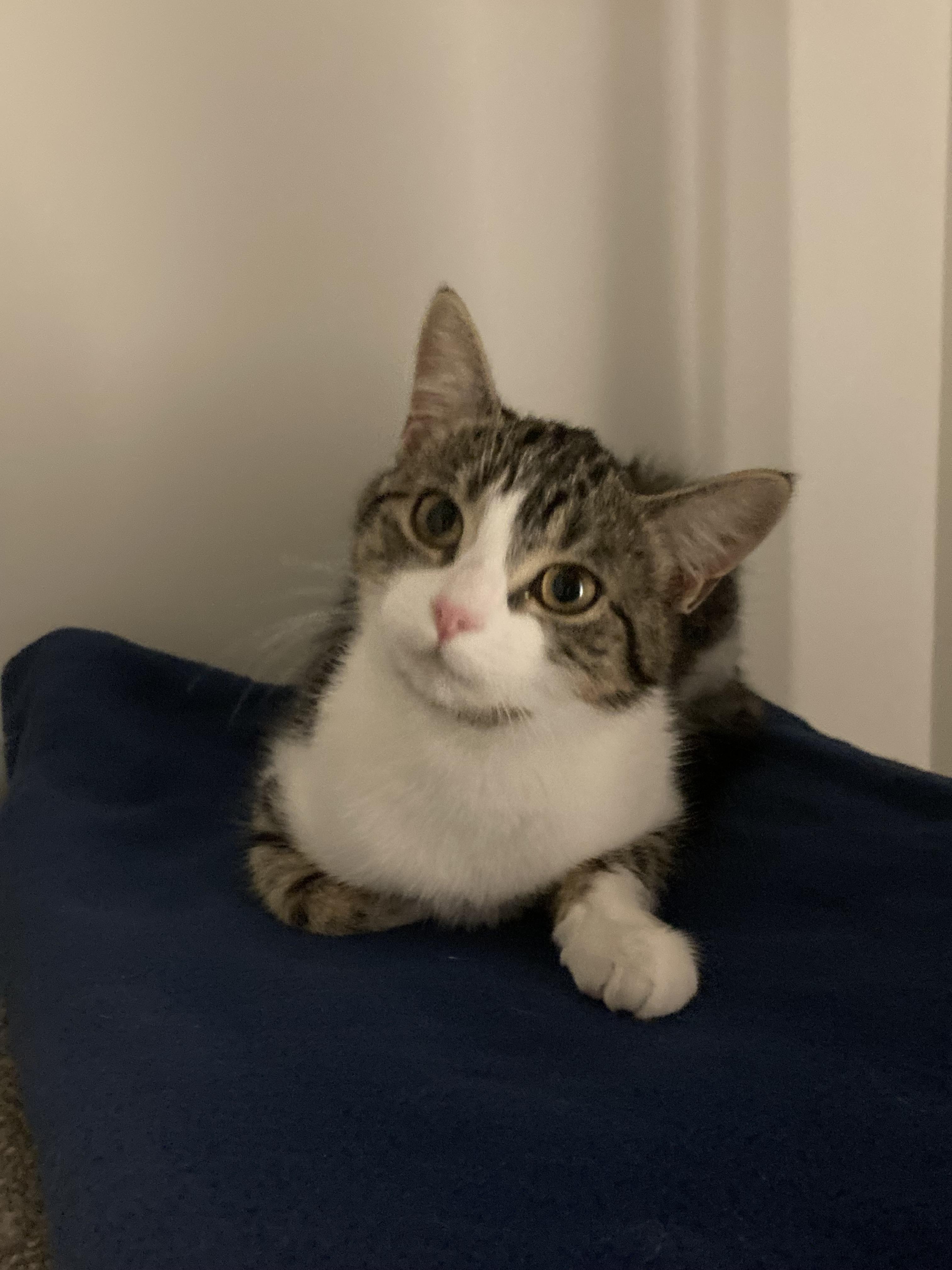 Enlarge Iris, a ADOPTABLE Domestic Short Hair in Terrebonne, QC image 4/5