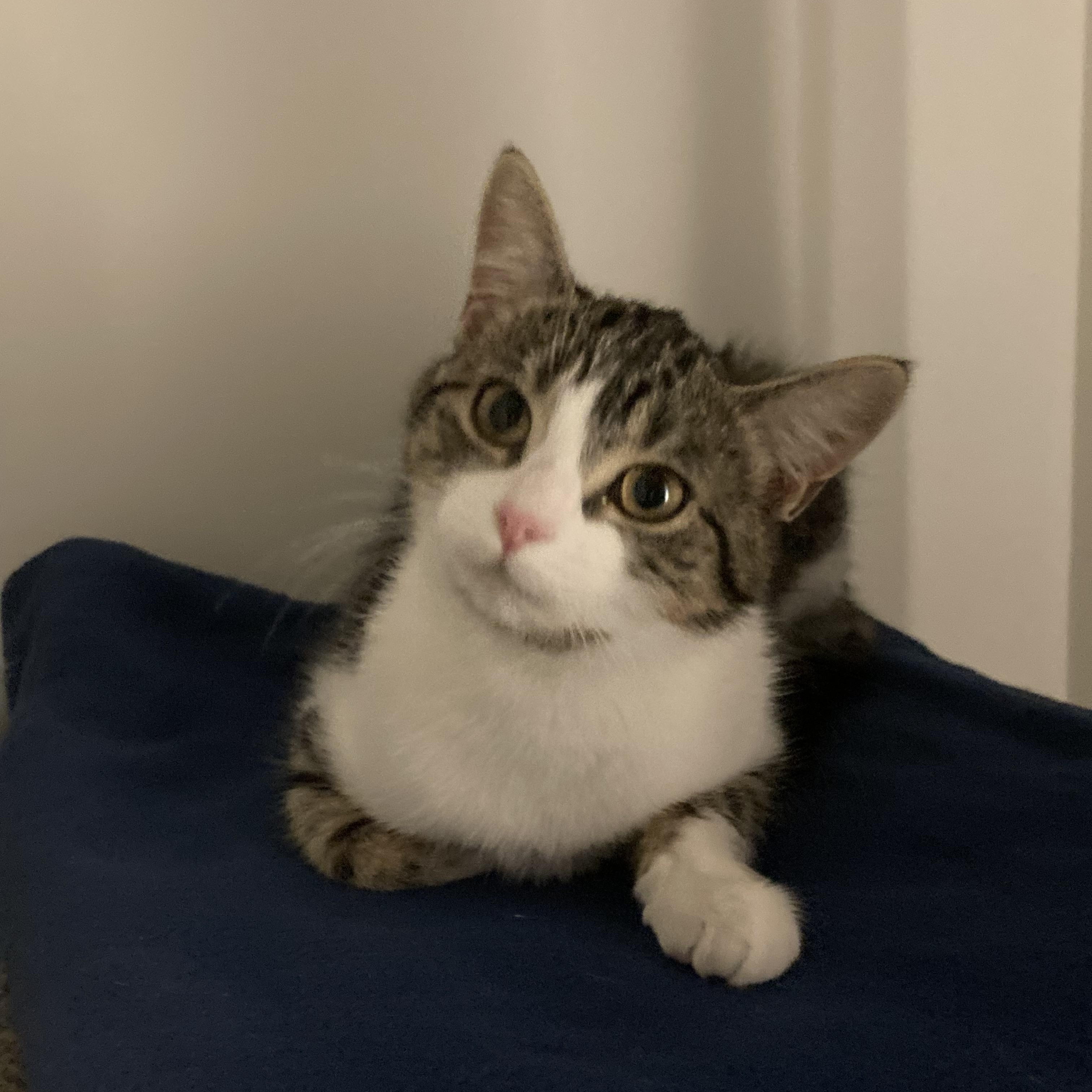 Enlarge Iris, a ADOPTABLE Domestic Short Hair in Terrebonne, QC image 3/6